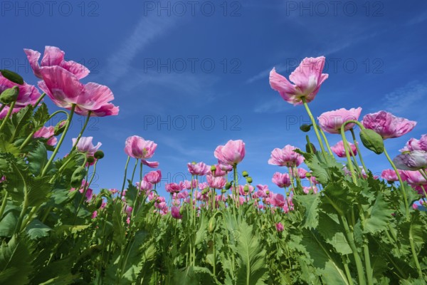 Close-up of pink opium poppy (Papaver somniferum), in front of a clear blue sky, summer, Germerode, Geo nature park Park Frau-Holle-Land, Hoher Meissner, Hesse, Germany
