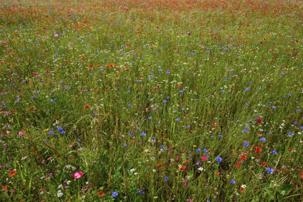 Colourful wildflowers on a green meadow with different species, summer, Germerode, Geo nature park Park Frau-Holle-Land, Hoher Meissner, Hesse, Germany
