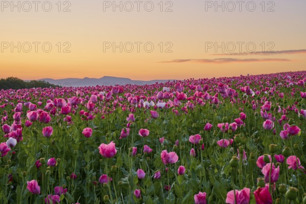 Opium poppy (Papaver somniferum), pink poppies in the morning light, in front of a soft sky silhouette, summer, Germerode, Geo nature park Park Frau-Holle-Land, Hoher Meissner, Hesse, Germany