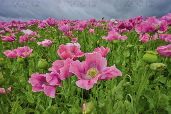 Opium poppy (Papaver somniferum), pink poppy blossoms glow against a gloomy sky, summer, Germerode, Geo nature park Park Frau-Holle-Land, Hoher Meissner, Hesse, Germany