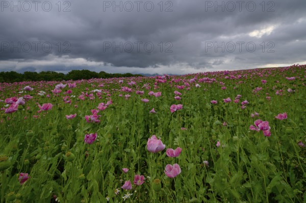 Opium poppy (Papaver somniferum), with pink poppies under a dense, cloudy sky, summer, Germerode, Geo nature park Park Frau-Holle-Land, Hoher Meissner, Hesse, Germany