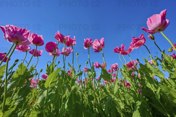 Opium poppy (Papaver somniferum), close-up of poppies stretching against a clear blue sky, summer, Germerode, Geo nature park Park Frau-Holle-Land, Hoher Meissner, Hesse, Germany