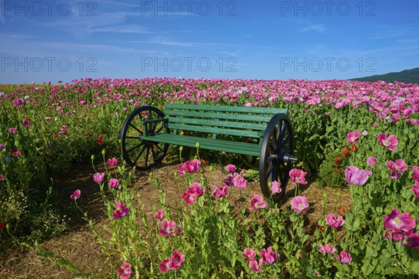 Opium poppy (Papaver somniferum), and green bench, summer, Germerode, Geo nature park Park Frau-Holle-Land, Hoher Meissner, Hesse, Germany