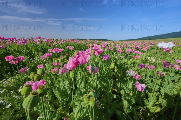 Opium poppy (Papaver somniferum), close-up view of poppies in full bloom under a sunny sky, summer, Germerode, Geo nature park Park Frau-Holle-Land, Hoher Meissner, Hesse, Germany