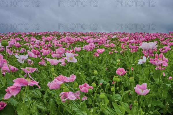 Opium poppy (Papaver somniferum), pink poppies under a cloudy sky, summer, Germerode, Geo nature park Park Frau-Holle-Land, Hoher Meissner, Hesse, Germany