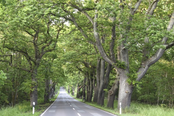 Oak avenue, oaks (Quercus robur) on the island of Rügen, Mecklenburg-Western Pomerania, Germany