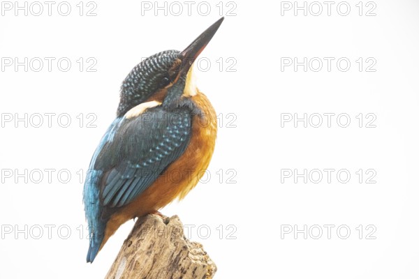 Kingfisher (Alcedo atthis) Germany
