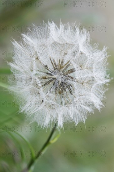 Meadow hickory (Tragopogon pratensis) in a meadow in summer, Germany