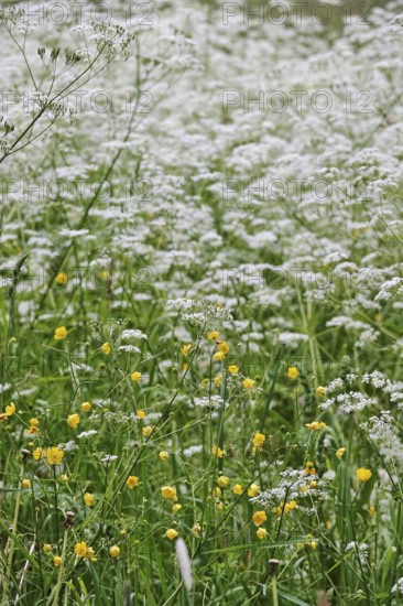 Meadow chervil (Anthriscus sylvestris), May, Germany