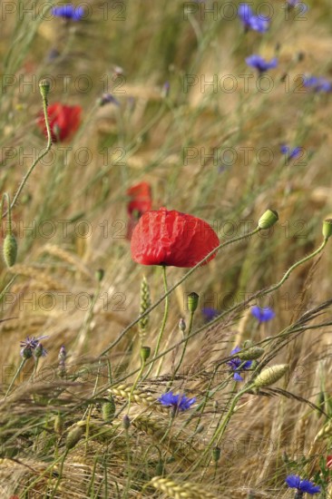 Beautiful picturesque poppy field, June, Germany