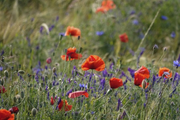 Beautiful picturesque poppy field, June, Germany