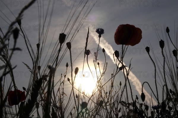 Picturesque beautiful poppies, June, Germany