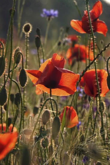 Picturesque beautiful poppies, June, Germany