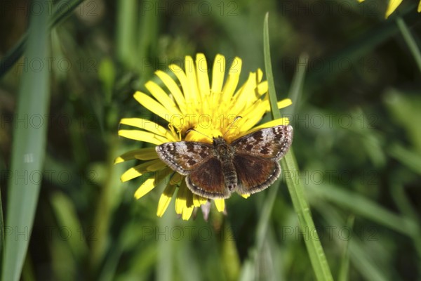 Crown vetch butterfly (Erynnis tages), meadow in spring, Germany