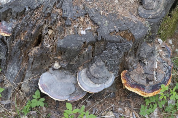 Red Banded Polypore (Fomitopsis pinicola), Bavaria, Germany