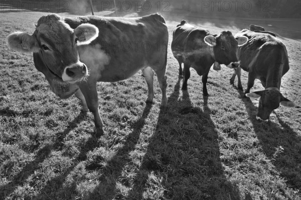 Algäu cows (Brown Swiss cattle in the morning backlight on the pasture, Weitnau, Oberallgäu, Bavaria, Germany