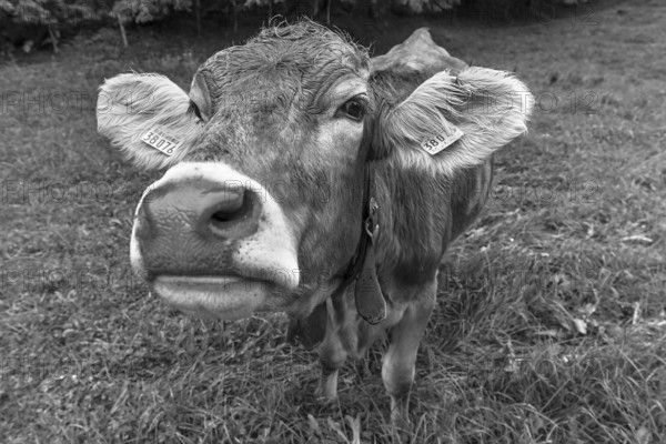 Allgäu cow in a meadow, portrait, Bad Hindelang, Allgäu, Bavaria, Germany