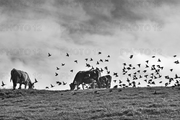 Dairy cows in the pasture and a flock of starlings (Sturnus vulgaris) against a cloudy sky, Weitnau, Oberallgäu, Bavaria, Germany