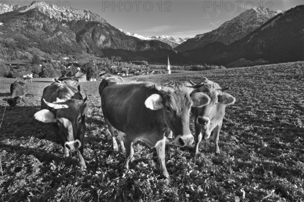 Cows in the pasture, Bad Hindelang with Allgäu mountains in the background, Bad Hindelang, Oberallgäu, Bavaria, Germany
