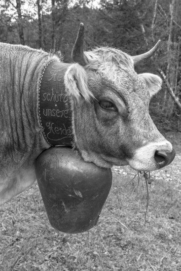 Cow wearing a decorative bell at the cattle drive, cattle seperation, gabled house, Bad Hindelang, Allgäu, Bavaria, Germany