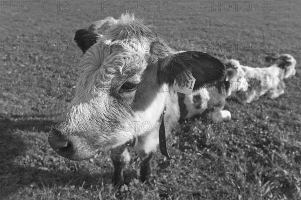 Cow calf looking into the camera, Weitnau, Allgäu, Bavaria, Germany