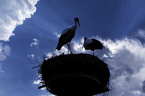 Pair of white storks (Ciconia ciconia) silhouetted in the nest against a cloudy sky, Mecklenburg-Western Pomerania, Germany