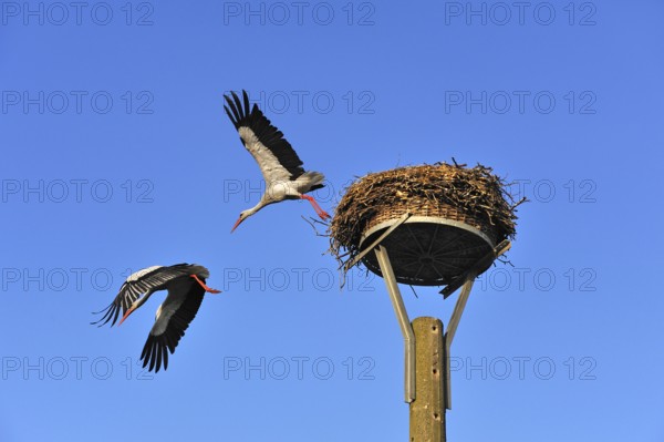 White stork (Ciconia ciconia) leaving its nest against blue sky, Kuhlrade, Mecklenburg-Western Pomerania, Germany