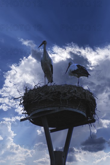 Pair of white storks (Ciconia ciconia) silhouetted in the nest against a blue cloudy sky, Mecklenburg-Western Pomerania, Germany