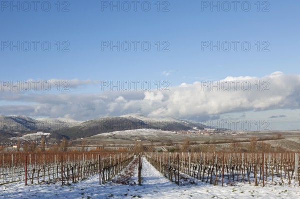 Winter landscape with vineyards and snow-covered hills under a blue sky, Ilbesheim, Southern Palatinate, Palatinate, Rhineland-Palatinate, Germany