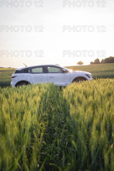 Car driving through green field at sunset, surrounded by tall grass, Renault Megane, Deer E- Carsharing, electric car, Gechingen, Germany