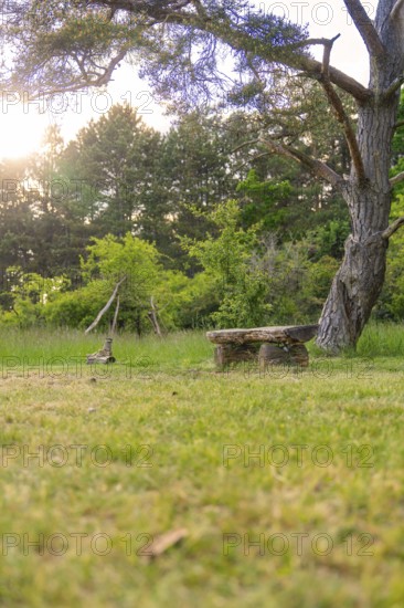 A wooden bench stands on a green meadow under a tree, in the evening light, Gechingen, Hecken und Gäu region, district of Calw, Germany