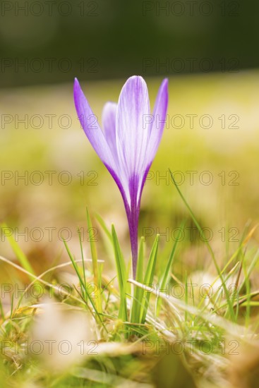 A single purple crocus in a sunny spring landscape, Gechingen, Hecken und Gäu region, district of Calw, Germany