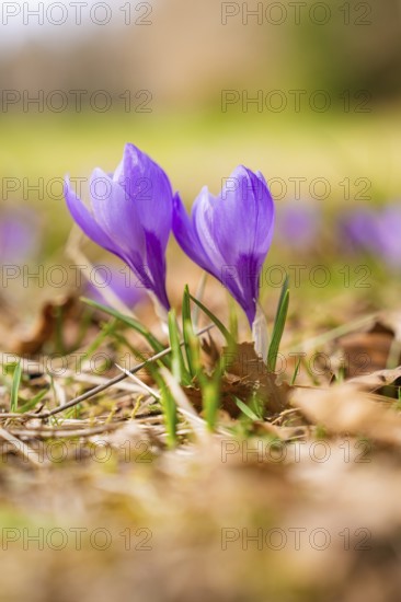 Two purple crocuses next to each other in a spring-like setting, Gechingen, Hecken und Gäu region, district of Calw, Germany