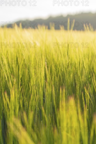 Close-up view of dense, golden yellow grain in sunlight with a blurred background, Gechingen, Hecken and Gäu region, Calw district, Germany