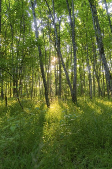 Sunlight streams through a dense, green forest and creates a peaceful atmosphere, Gechingen, Hecken und Gäu region, Calw district, Germany