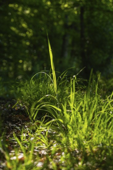 Blade of grass illuminated by sunrays in the shady forest, Gechingen, Hecken und Gäu region, district of Calw, Germany