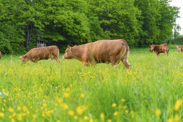 Cows grazing on a flowery meadow at the edge of a forest, Gechingen, Hecken and Gäu region, district of Calw, Germany