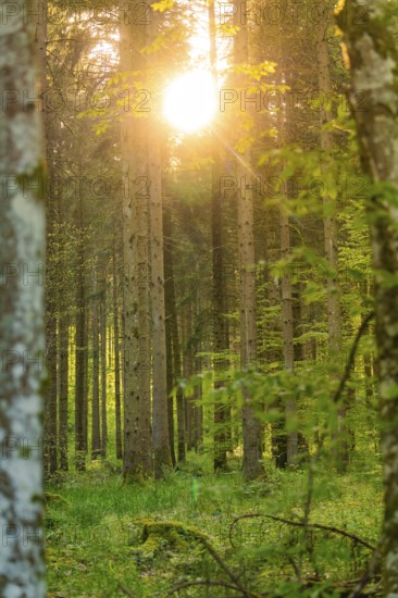 Sunlight breaking through long trees in a dense forest, Gechingen, Hecken and Gäu region, district of Calw, Germany