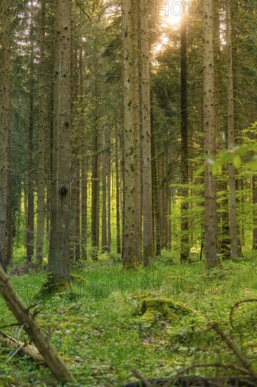 Light falls through trees in a quiet forest, Gechingen, Hecken and Gäu region, district of Calw, Germany