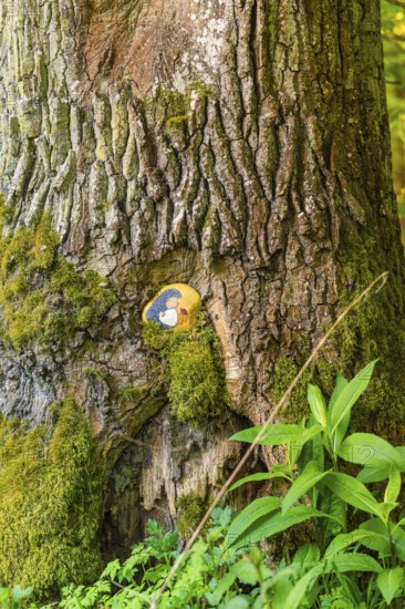 Painted stone in tree bark, surrounded by moss and foliage, Gechingen, Hecken and Gäu region, district of Calw, Germany