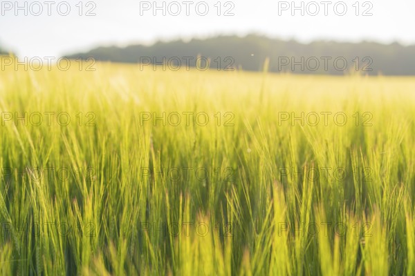 Tall yellow grain growing in the summer light, surrounded by a wide, gentle horizon, Gechingen, Hecken and Gäu region, Calw district, Germany