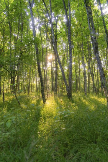 Light floods a green forest and creates a calm and peaceful environment, Gechingen, Hecken und Gäu Region, Landkreis Calw, Germany