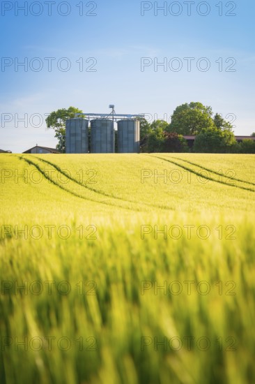 A wide grain field in front of silos and trees under a clear sky in summer, Gechingen, Hecken and Gäu region, district of Calw, Germany