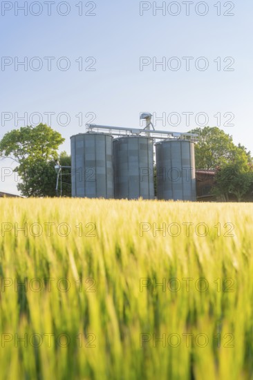 Silos rise behind a sunlit grain field on a clear summer day, Gechingen, Hecken and Gäu region, district of Calw, Germany