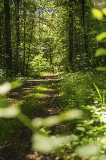 A shady forest path, flooded with sunlight, surrounded by green trees, Gechingen, Hecken und Gäu Region, Landkreis Calw, Germany