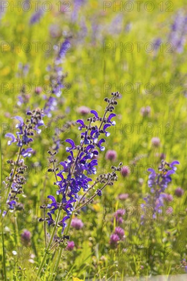 Purple flowers and wildflowers in a sunny meadow, Gechingen, Hecken und Gäu region, district of Calw, Germany