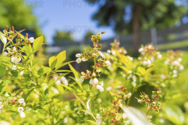 Green plants with white flowers in the sunshine, Gechingen, Hecken und Gäu region, Calw district, Germany