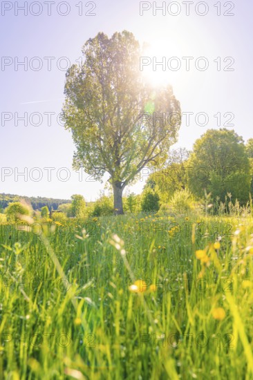 A tree in a flowering meadow stands in the sunlight, Gechingen, Hecken und Gäu region, district of Calw, Germany