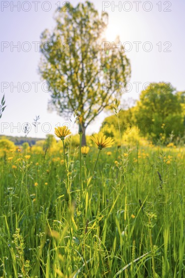 Yellow flowers blooming in the foreground, a tree in the sunlight, Gechingen, Hecken und Gäu region, district of Calw, Germany