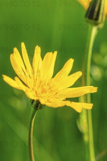 A yellow flower in close-up with a green blurred background, Gechingen, Hecken und Gäu region, district of Calw, Germany